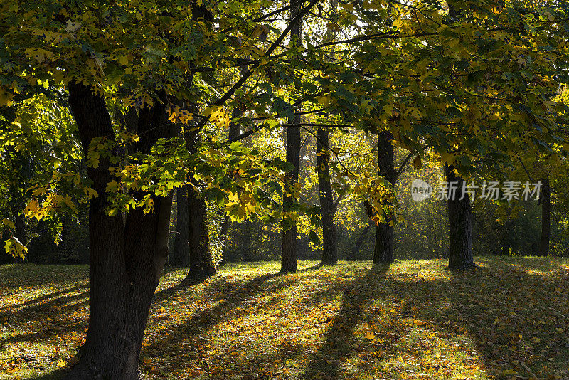 Autumn park with trees during leaf fall